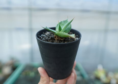 アガベ　雷神　散斑 　agave potatorum "chirihu"