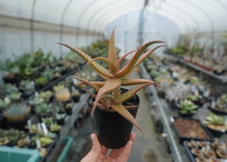 アロエ　SP　Aloe SP