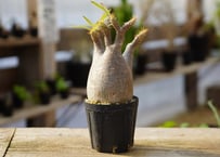 ディッキア dyckia (Arizona x ML) x DelicataGF1 | man