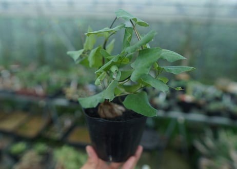 ディオスコレア　シルバティカ　Dioscorea sylvatica No.3