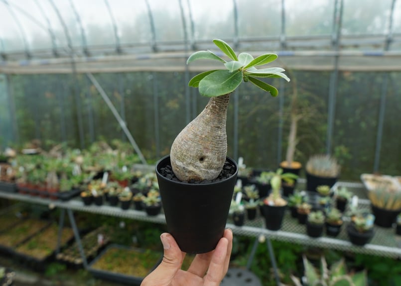 パキポディウム マカイエンセ Pachypodium makayense No.5 | man