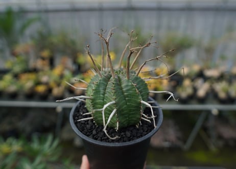 ユーフォルビア　スーパーバリダ　Euphorbia super valida  No.2