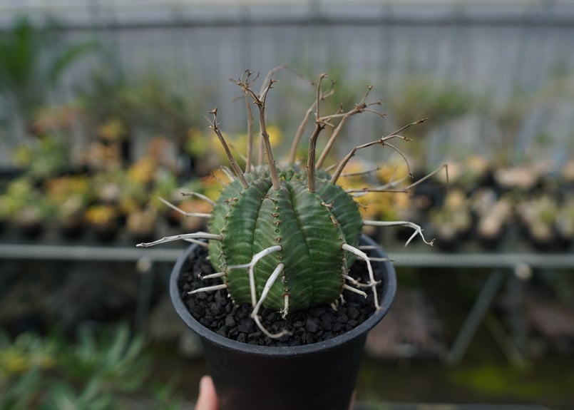 ユーフォルビア スーパーバリダ Euphorbia super valida No.2 |