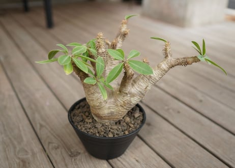 パキポディウム マカイエンセ　Pachypodium makayense