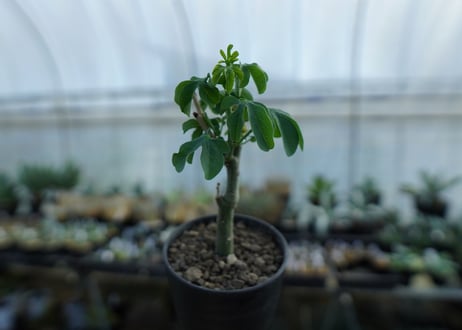 アデニア　グラウカ　Adenia glauca