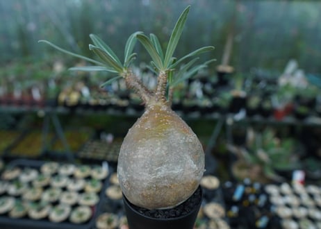 パキポディウム　グラキリス　Pachypodium gracilius　No.3