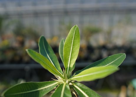 パキポディウム ホロンベンセ　Pachypodium　 horombense