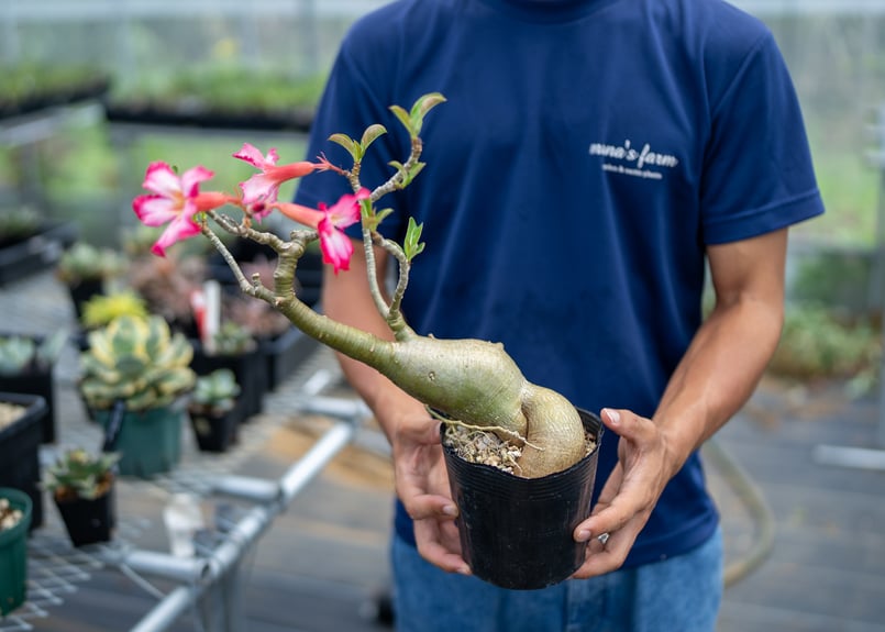 アデニウム 実生 | mana's farm:塊根植物・アガベ・ドライガーデン植物
