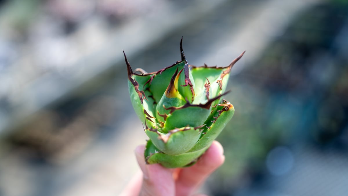 アガベ FO-76 インドネシア カキコ株 NO.2 | mana's farm:塊根植物・
