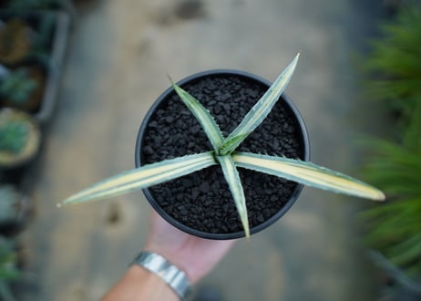 アガベ　マクロアカンサ錦　Agave macroacantha variegata NO.1