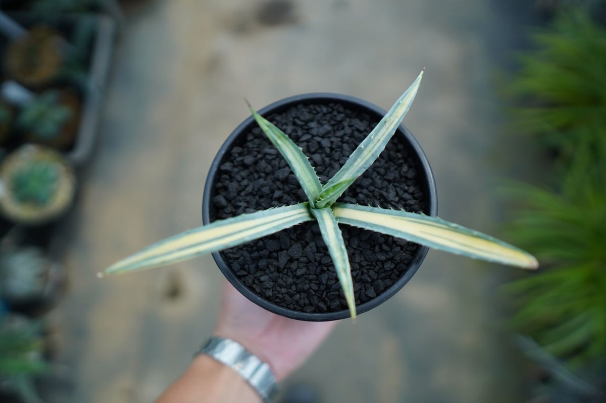 アガベ マクロアカンサ錦 Agave macroacantha variegata NO.1
