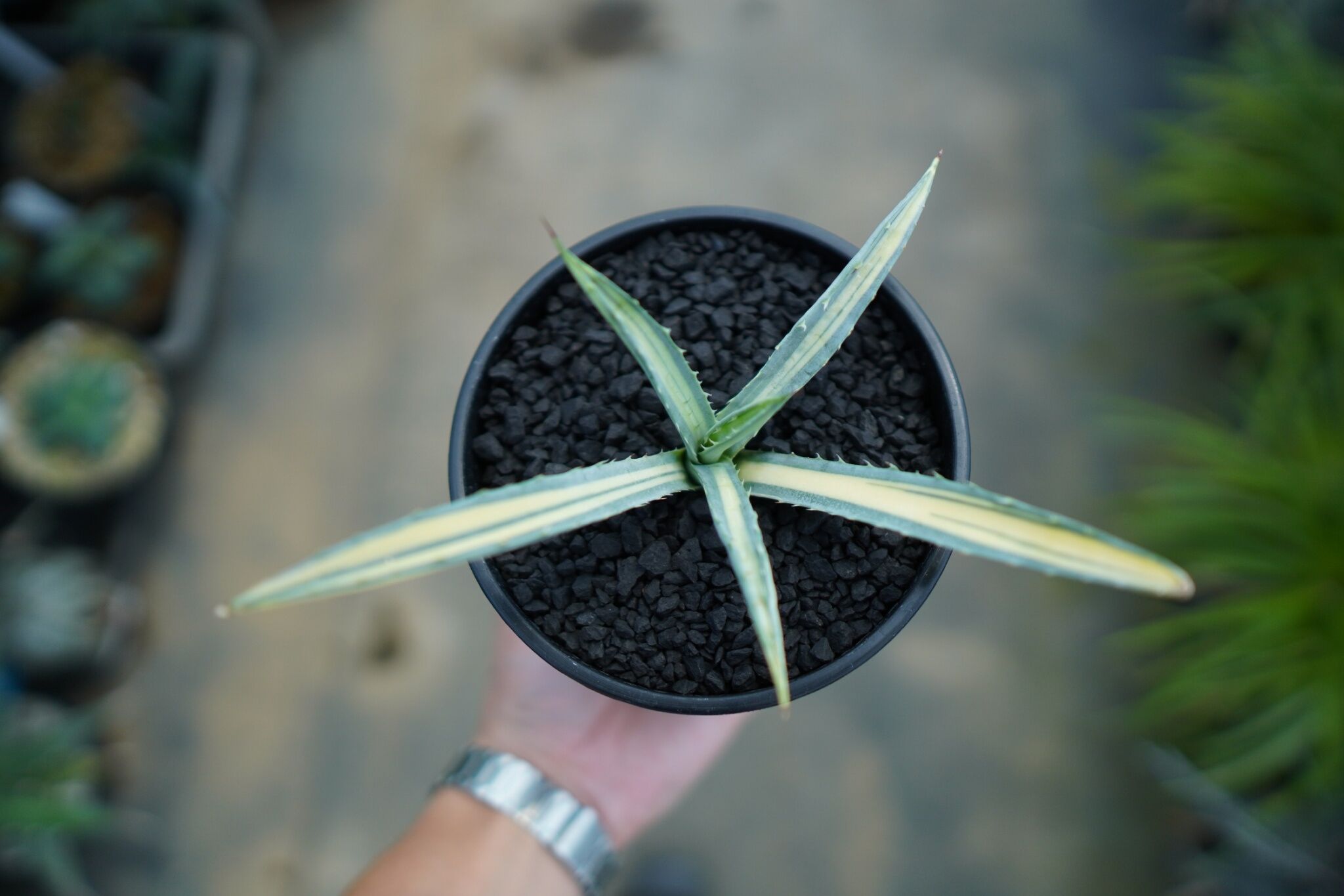 アガベ マクロアカンサ錦 Agave macroacantha variegata NO.1