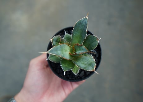 アガベ　チタノタ　FO-76　Agave titanota  FO-76　No.1