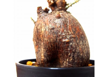 パキポディウム　ビスピノーサム　Pachypodium bispinosum