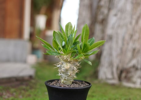 パキポディウム　恵比寿笑い接木　Pachypodium brevicaule
