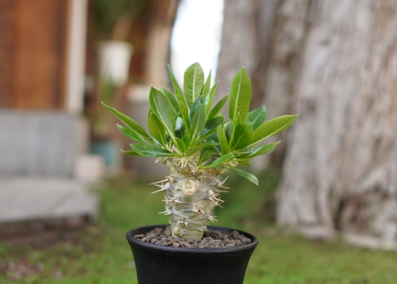 パキポディウム 恵比寿笑い接木 Pachypodium brevicaule | mana's
