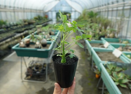 アデニア　グラウカ　Adenia glauca  No.5