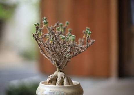 姫紅小松 　Trichodiadema bulbosum