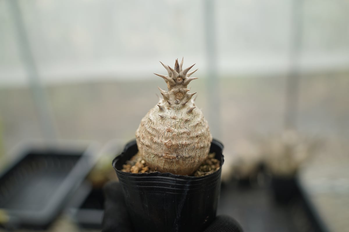 パキポディウム ウィンゾリー 沖縄実生 No.17 | mana's farm:塊根植物