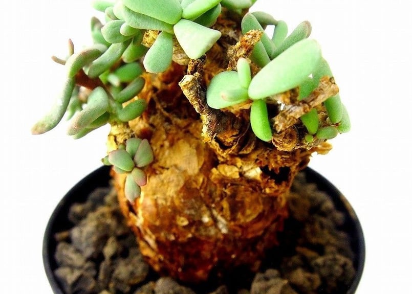 Ceraria pygmaea ケラリア・ピグマエア №7 | mana's farm:塊根