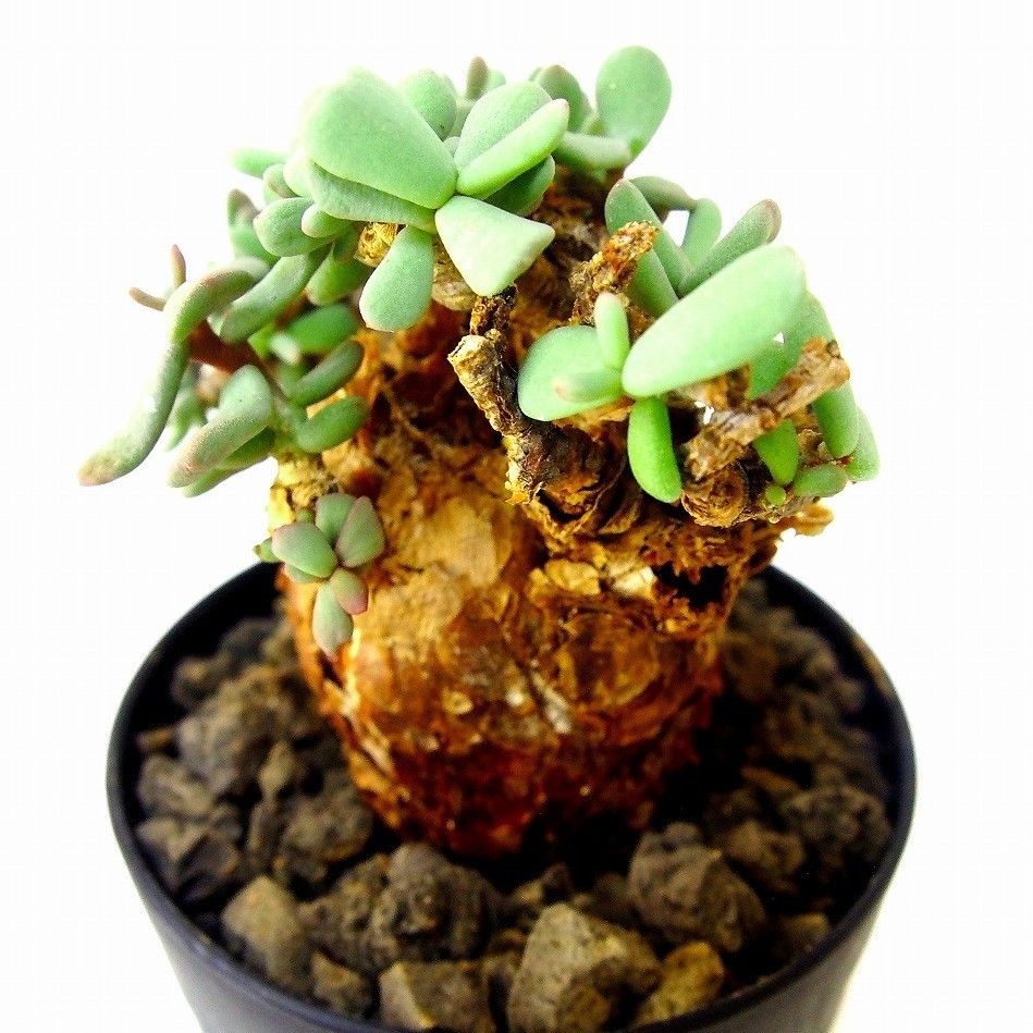 Ceraria pygmaea ケラリア・ピグマエア №7 | mana's farm:塊根
