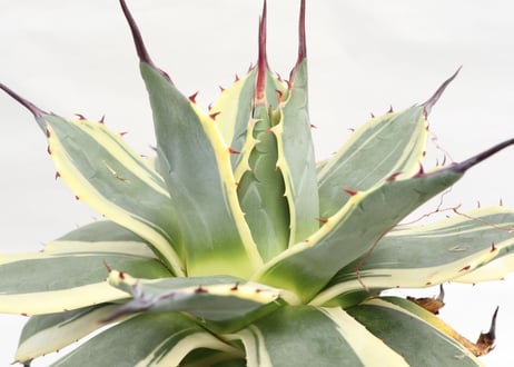 Agave applanata Cream Spike №２