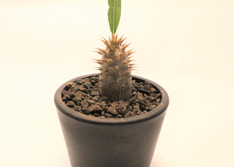 パキポディウム マカイエンセ 実生 | mana's farm:塊根植物・アガベ