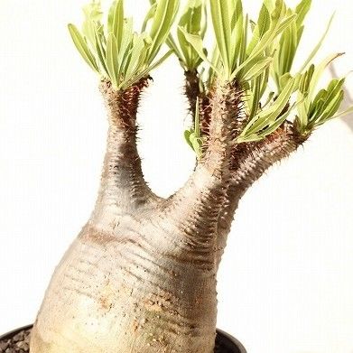 Pachypodium Gracilius パキポディウム グラキリス №9 | mana