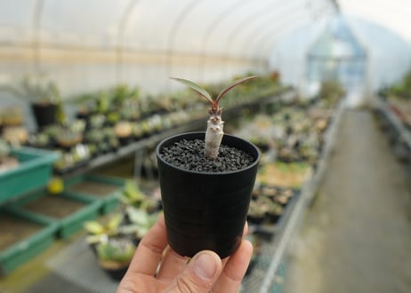 パキポディウム　バロニー　Pachypodium baronii  No.3