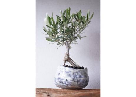 Olive Bonsai
