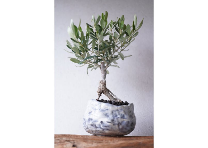 g*i様 オリーブ盆栽　Olive Bonsai オリーブ盆栽Olive Bonsai オリーブ盆栽 Olive Bonsai オリーブ盆栽