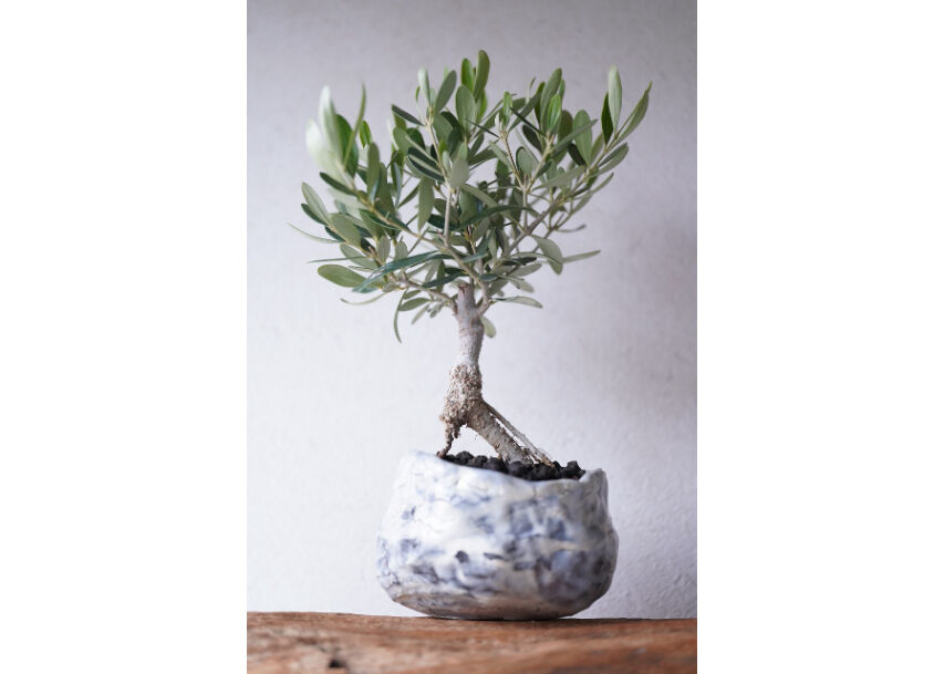 オリーブ 大!盆栽　Oh!Olive Bonsai