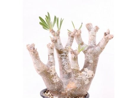 Pachypodium inopinatum  パキポディウム　イノピナツム  no.３　形独特