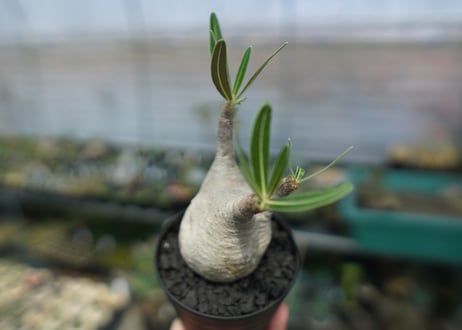 パキポディウム　グラキリス　 Pachypodium Gracilius  No.1