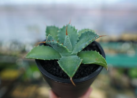 アガベ　イシスメンシス　Agave Isthmensis　No.1