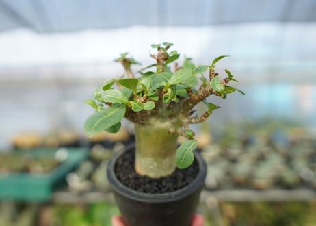 アデニウム　Adenium　No.10