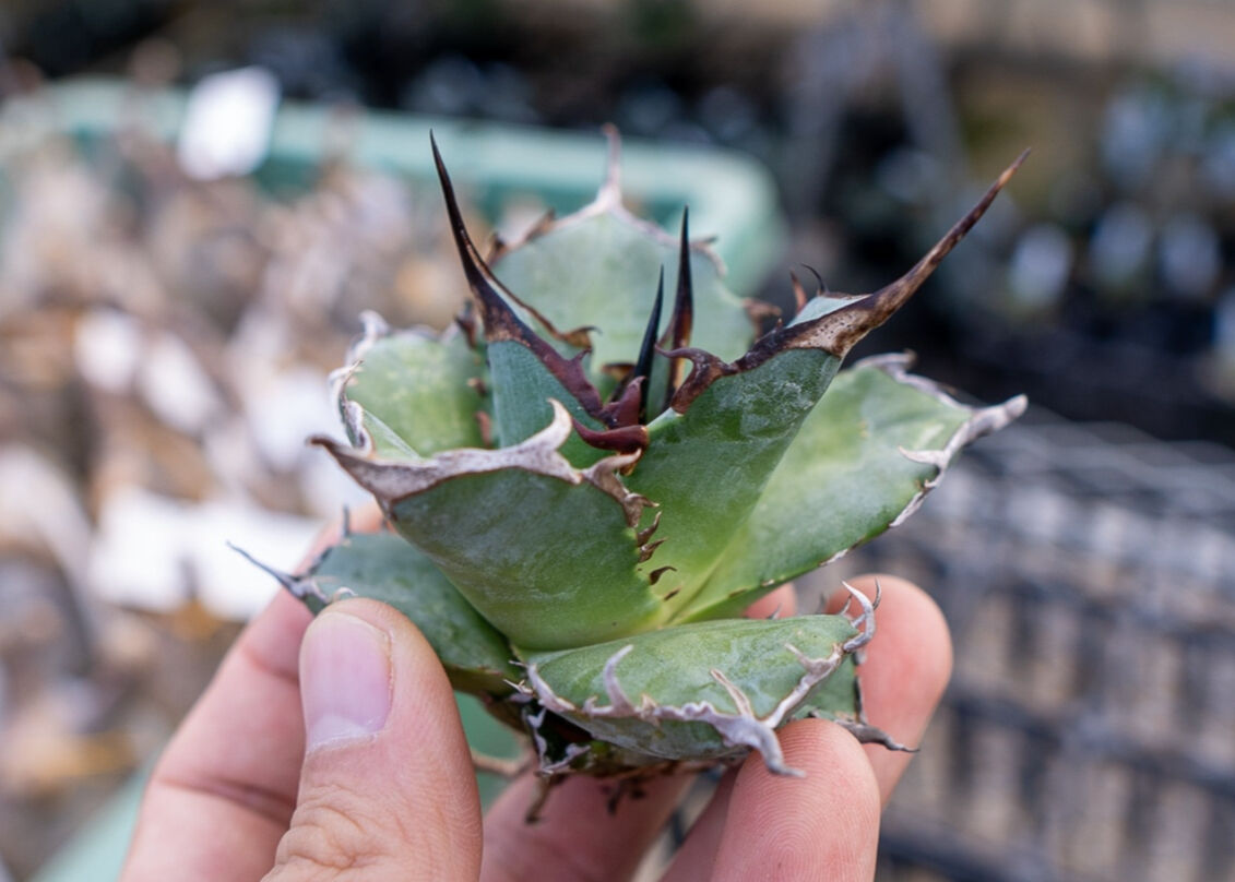 アガベ Agave titanota Hades 134 8cm 1PCS Live Agave Titanota Hades Beautiful Garden Rare