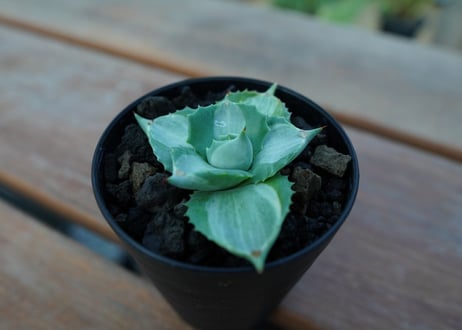 アガベ　王妃雷神錦　Agave　“Ohi Raijin Nishiki ”　No.1