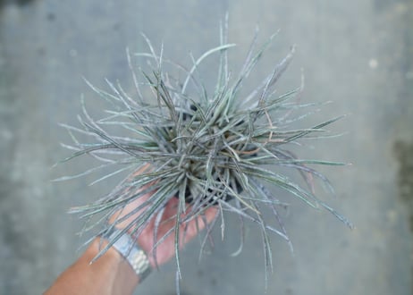 ディッキア　コリスタミネア　 Dyckia choristaminea