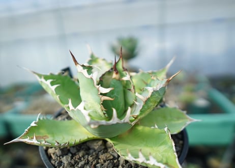 Agave FO-76