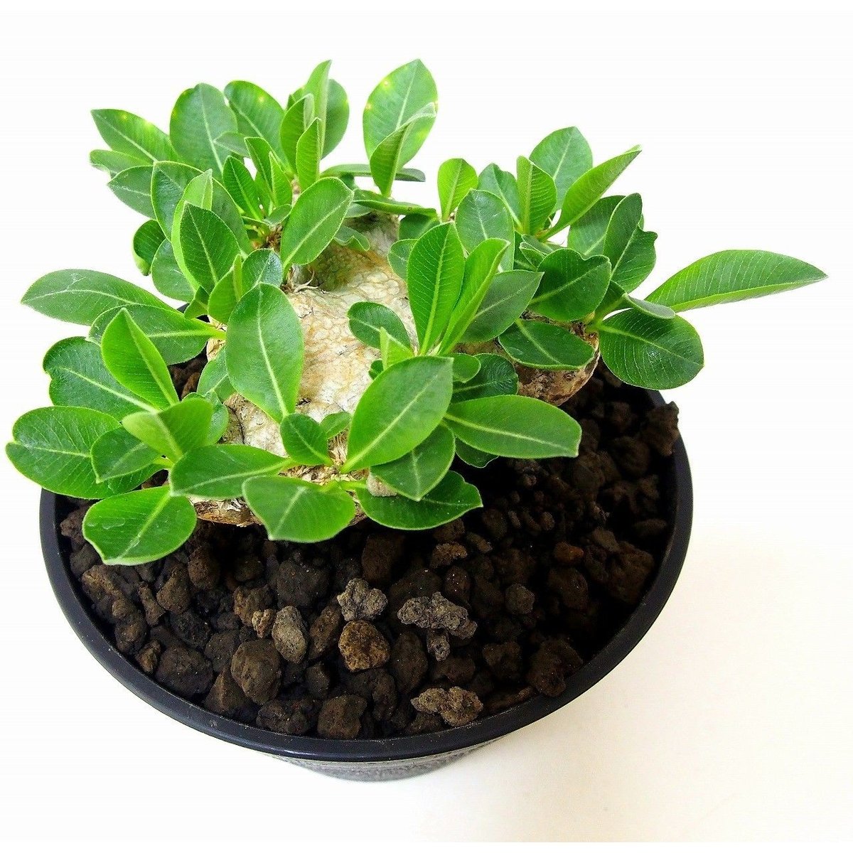 パキポディウム 恵比寿笑い Pachypodium brevicaule ① パキポディウム 恵比寿笑い | GREEN LUCK