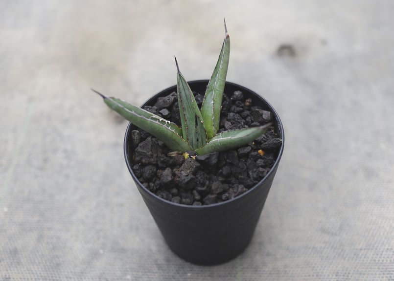 アガベ シャークスキン | mana's farm:塊根植物・アガベ・ドライ