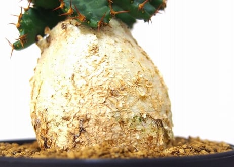 ユーフォルビア ステラータ 飛竜  Euphorbia stellata 2 未発根