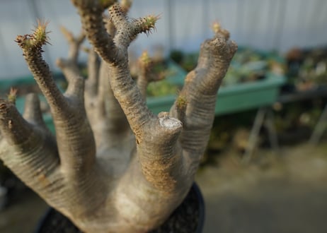 パキポディウム マカイエンセ　Pachypodium makayense　No.1