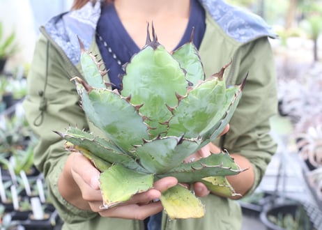 Agave B&B