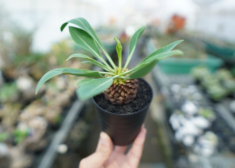 ユーフォルビア　鉄甲丸　超偏平　大株 （鉢付き） ユーフォルビア プブレウリフォリア 鉄甲丸 | GREEN LUCK
