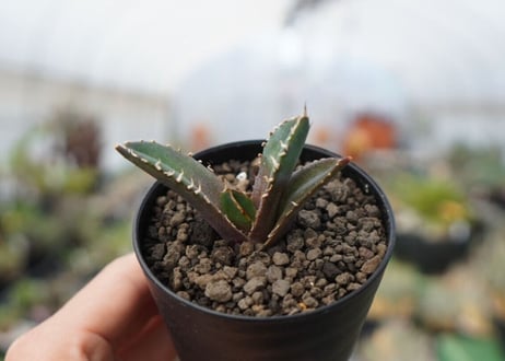 agave　鬼爪　雪峰　№10