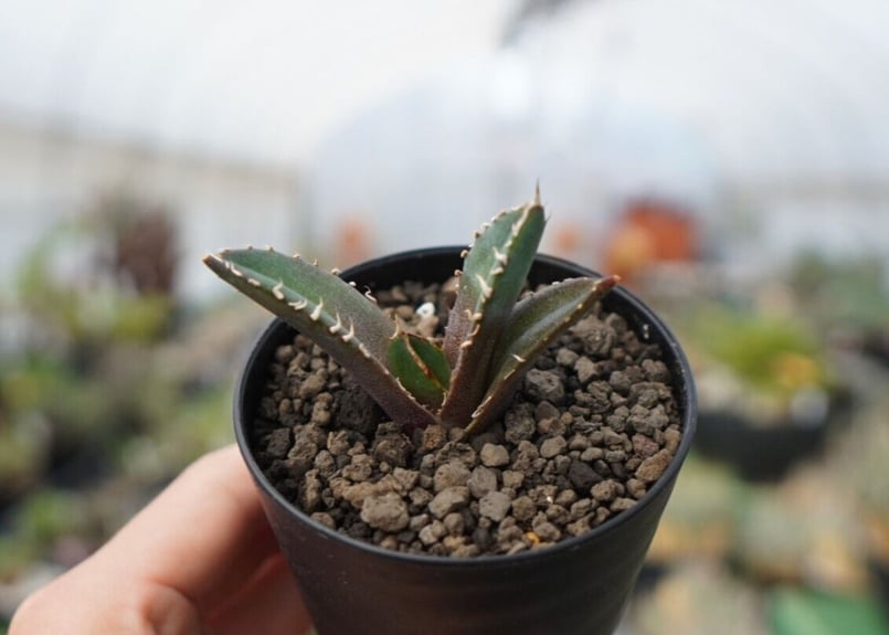 agave 鬼爪 雪峰 №10 | mana's farm:塊根植物・アガベ・ドライガーデン