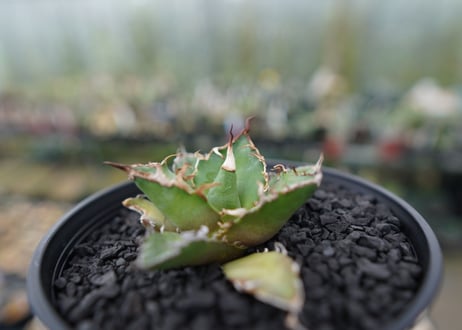 アガベ チタノタ シーザー agave titanota caesar　No.3