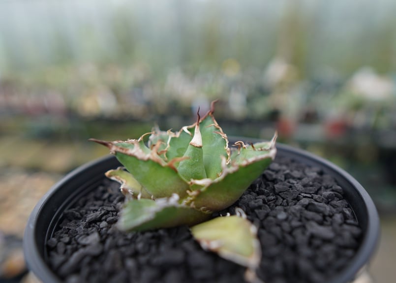 アガベ チタノタ シーザー agave titanota caesar No.3 | mana